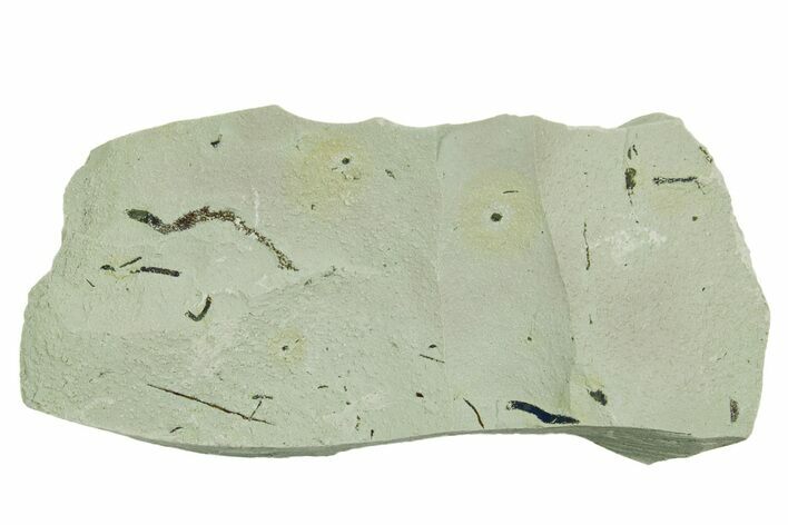 Plate of Silurian Fossil Algae (Kalania) Fossils - Estonia #369728